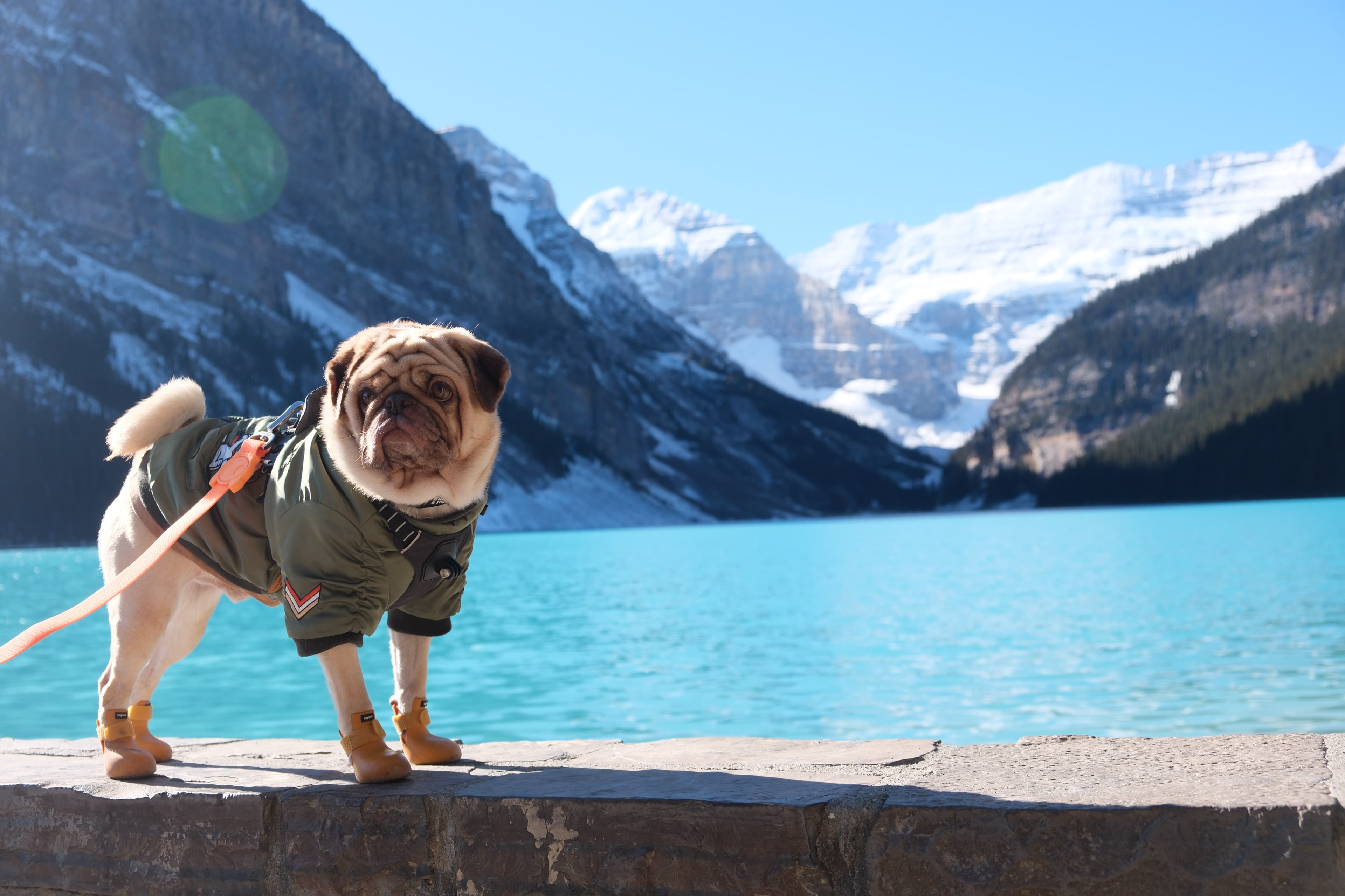 Pet traveling with owner